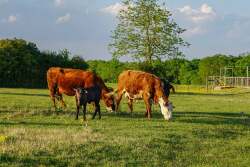 Grazing cattle