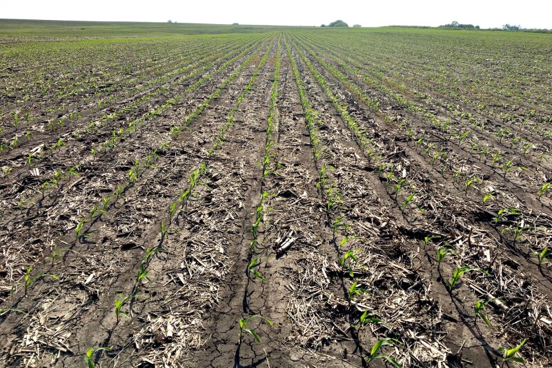 Here's a shot of the Pivot Bio test plot. This corn has been through a lot in just three weeks. Six days after planting this field we received 3 1/2 inches of rain. It was one of the hardest rains to ever hit our farm. We've had more rain at one time, but this time it came hard and quick. So far the crop looks good, but we did have water go over the top of many terraces in this field and others.  