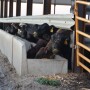 BT_Feeder_Cattle_Bunk_Hoop_Building