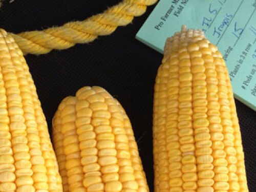 corn-sample-illinois-crop-tour.jpg