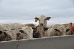 Cash cattle traded in a wide range