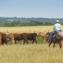 Cowboy_Pasture.jpg
