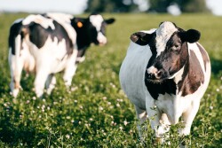 Nominees will be judged on current methods as well as their positioning to meet future economic and business challenges. The winning operation will be highlighted in the January 2023 issue of Dairy Herd Management magazine and recognized during Dairy Forum 2023. The deadline for submitting nominations is Oct. 28, 2022. 