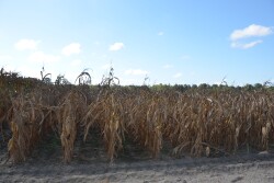 While this corn is further along in its lifecycle, lodging is troubling at any stage.