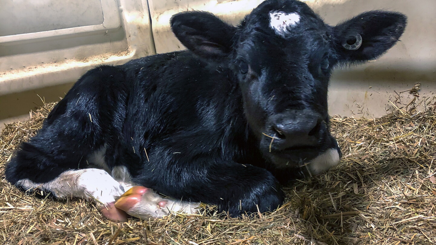 Understanding Umbilical Health in Calves - Bovine Vet