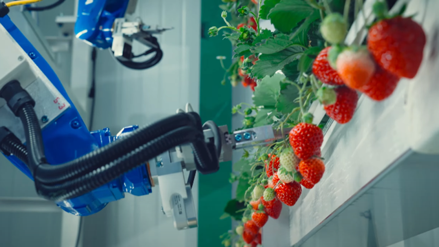 Oishii touts automation, sustainability at new indoor vertical strawberry  farm - The Packer