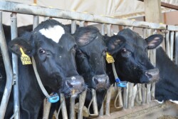 DT_Cows_South_Dakota