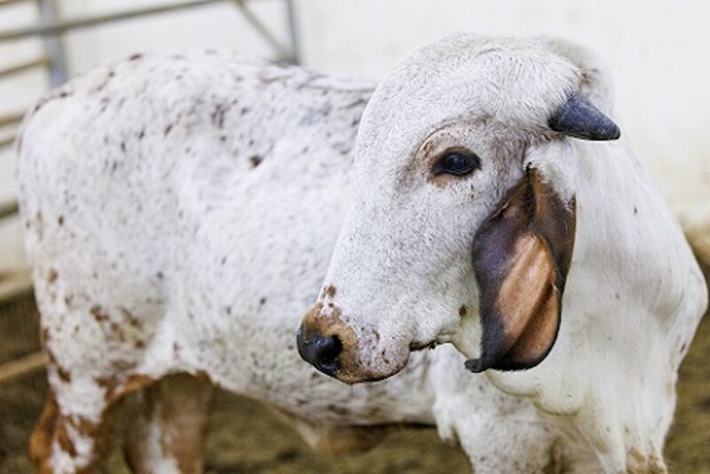 BVDV-resistant Calf 