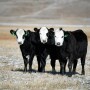 Heifer development should be focused on increasing long-term profitability of the cowherd and creating value of the heifer rather than focusing on yearling pregnancy rates or achieving certain percentage of body weight.