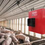 Barn heater in a pig barn