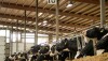 Dairy Holsteins Feedbunk_Taylor Leach