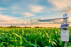 CropX Reinke Corn_0.jpg