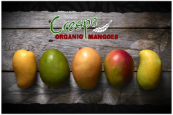 Crespo organic mangoes.png
