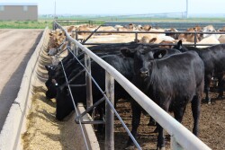 Texas beef on dairy