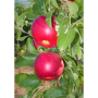 Test plantings of the HOT84A1 apple variety is expected in the U.S. in a few years.