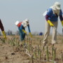 Workers harvesting asparagus