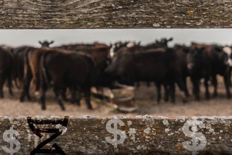Genetic Merit Cattle 