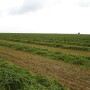 Windrow grazing, sometimes called swath grazing, is a management practice that can significantly reduce harvesting and feeding costs. 
