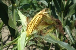 Ear of corn.