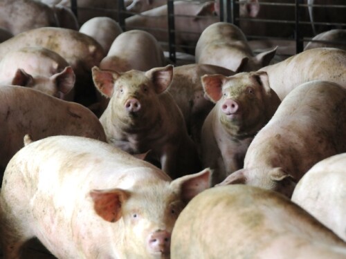 hogs_pigs_(94).JPG
