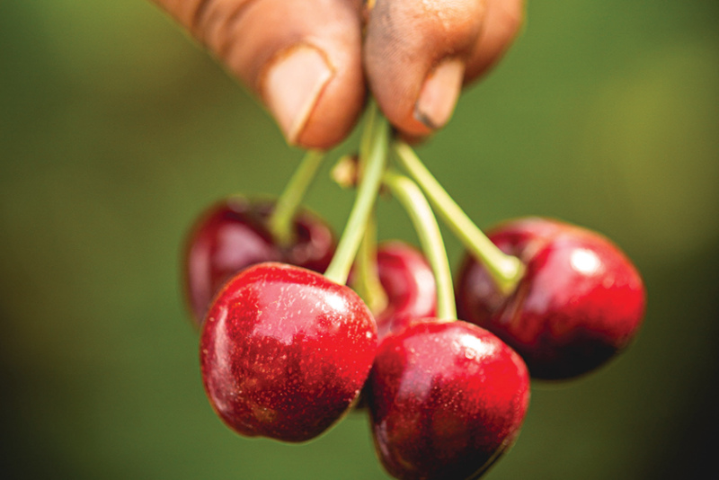 The Washington cherry crop is running late this season, but it will be well worth waiting for, says Dan Davis, director of business development for Starr Ranch Growers, Wenatchee, Wash.