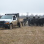BT_Feed_Truck_Cattle_Winter