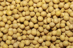 Soybeans