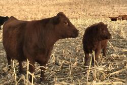 Cow on corn stalks
