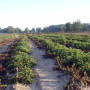 Wilted conventional potato plants without resistance to the pathogen that caused the Irish potato famine on the left next to surviving rows of J.R. Simplot Co.’s genetically engineered potato plants that resist the disease.
