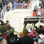 BT_Bull_Sale
