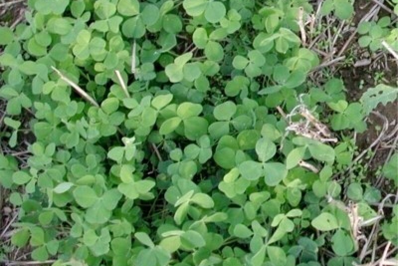 Redclover_covercrop