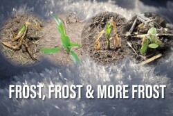 Frost, Frost and More Frost