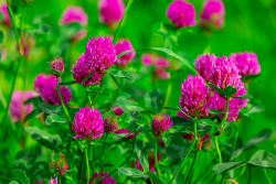 Forage legumes can fix 50 to 150 (or more) pounds of nitrogen from the air, depending on the density of the legume stand. Clover plantings are often most successful when planting in late winter to early spring (February and early March).