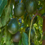 Index Fresh Gem avocado
