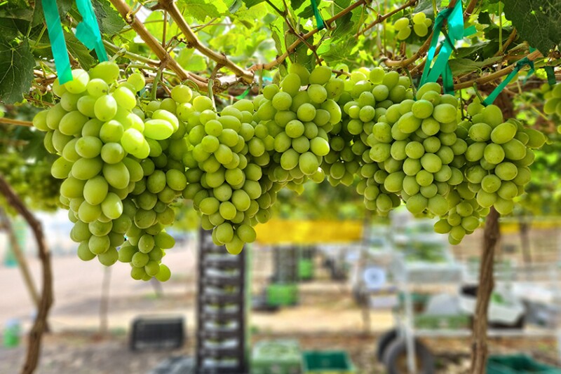 In 2023, expect the table grape section of many retail outlets to offer some rather exotic and distinctive flavored grape varieties to appeal to more eclectic palates, says IFG. 