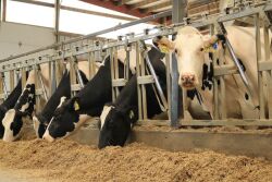 Holstein Dairy Cows Feedbunk_Taylor Leach