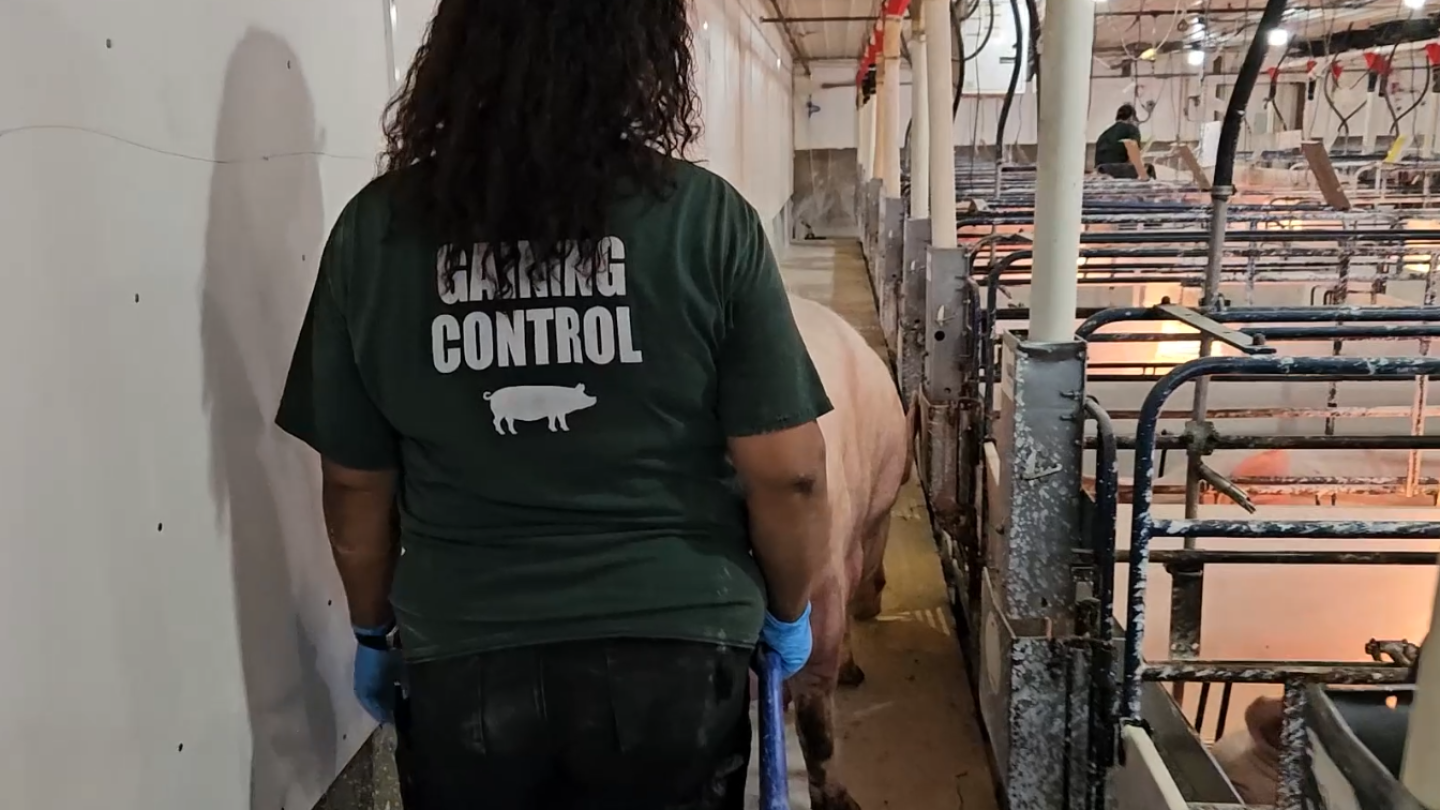 Saving At-Risk Sows: Why Lifetime Performance is Won or Lost in 5 Days