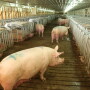 Free access stalls in a sow barn with sows.