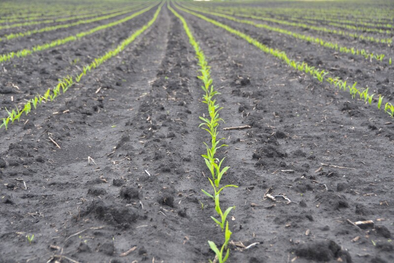 For applications on Enlist corn, Assure II can be applied in V2-V6 growth stage. 