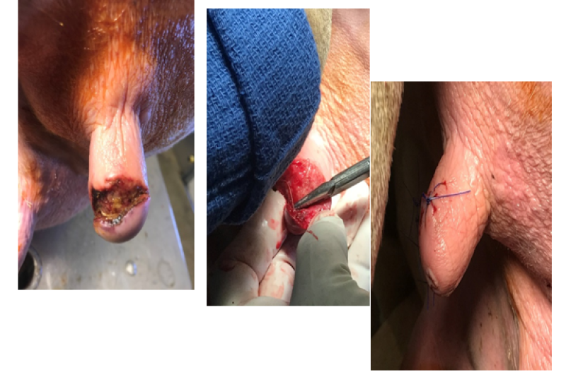 Injury to dairy cow teat