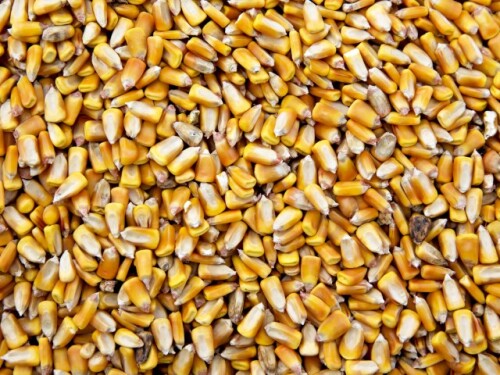 China came in with a major buy to start the week. USDA confirmed in its daily export sales report that Beijing purchased 1.084 million tonnes of U.S. corn marking the biggest buy since May of 2021.