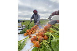 LOG beet harvest
