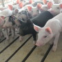 SVA lesions are clinically indistinguishable from those caused by exotic agents including foot-and-mouth disease, swine vesicular disease, vesicular stomatitis, and swine vesicular exanthema. 