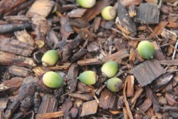 Green acorns