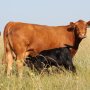 Cow_Calf_Pasture.jpg