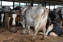 DT_Tail_Docking_Cow