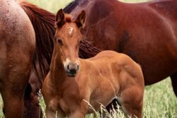 Young horse