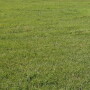 Hay_Meadow