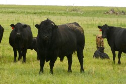 BT_Cow_Calf_Bull_Texas