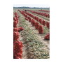 Shippers say they expect high quality and good supply of Peruvian onions through the end of February.